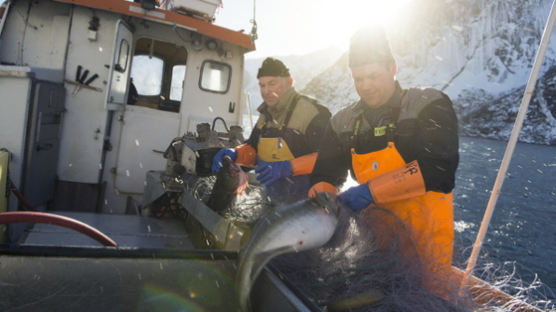 노르웨이수산물위 “양식 연어 안전, 10년간 수입금지 없었다”
