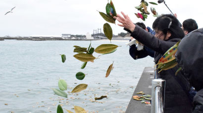 [서소문사진관]동일본 대지진 8년..고귀함 꽃말의 목련잎에 적힌 '잊지 않을꼐요'