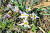 산자고는 햇볕을 받을 때만 꽃부리를 벌린다. 남망산의 대표적인 봄 야생화다. 프리랜스 오종찬