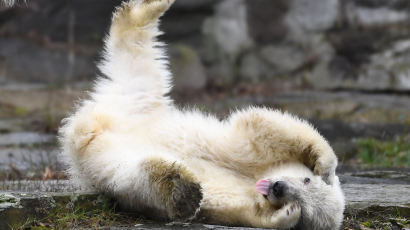 [서소문사진관] 백일 맞은 아기 북극곰의 첫 외출!