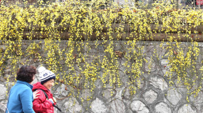 [서소문사진관]성큼 다가온 봄…청계천에 매화·산수유꽃 활짝