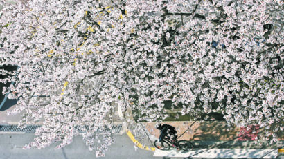 [사진] 벚꽃 흐드러지는 봄
