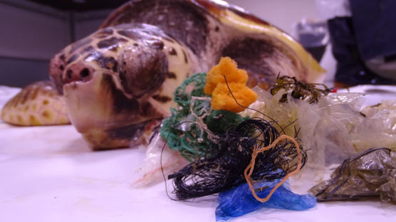 해파리 대신 비닐 먹어…바다거북 생존 위협하는 해양 쓰레기