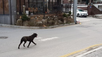 제천 도심서 맹견 활보…100만원 과태료 첫 사례될까