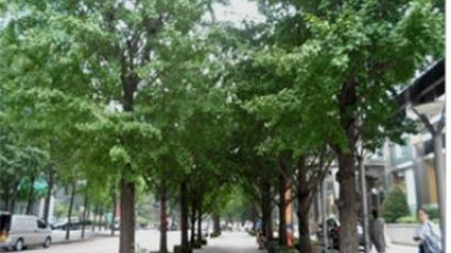 서울시, 4800억원 들여 나무 1500만그루 심는다
