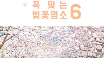 [카드뉴스] 벚꽃 여행도 골라서… 나에게 꼭 맞는 벚꽃 명소 6