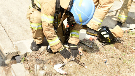 화재현장서 숨 멎은 고양이 심폐소생술로 살린 소방대원