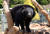  베어트리파크의 마스코트 반달곰. 반달곰이 사는 환경이 쾌적하다. 손민호 기자