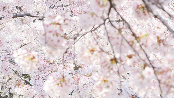 [사진] 서울 쌀쌀한데, 남녘은 벚꽃 잔치