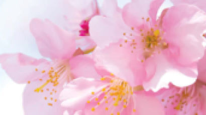 [라이프 트렌드] 벚꽃 자태는 눈으로 향기는 입으로 … 달콤한 휴식 만끽