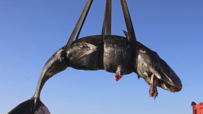 [서소문사진관]임신한 향유고래의 죽음, 뱃속엔 플라스틱 22kg