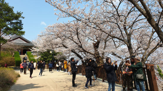 벚꽃 보러 미세먼지 청정지역 강릉 동해안 찾는 ‘피미족’