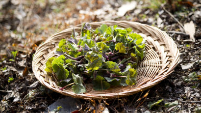 냉이·미나리…봄나물 5종에서 기준초과 농약 검출