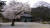 김제 망해사는 1300년 전 절터(백제 의자왕 2년 서기 642년)에 지어진 사찰이다. 일반적인 불교 사찰의 건축 문법을 벗어나 파격의 구조를 가진다. 절집 마당 한가운데 벚나무가 화려하다. [사진 박재희]