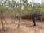 충북 보은군 장안면의 한 야산에 조성된 양묘장에 정이품송 후계목이 자라고 있다. [중앙포토]