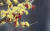 산수유나무에 노란 꽃이 활짝 핀 가운데 가을에 맺힌 빨간 열매가 여전히 주렁주렁 매달려 있다. <저작권자(c) 연합뉴스, 무단 전재-재배포 금지>