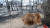 산불로 큰 피해를 입은 강원 고성군 토성면 용촌리의 소가 화상을 입은 채 가쁜 숨을 내쉬고 있다. [연합뉴스]