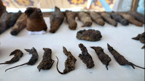 사람·쥐·매 미라 가득···2000년 전 이집트 귀족 무덤 발견