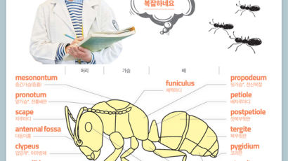 [소년중앙] 세계 최초 농사꾼, 효율적 분업…알수록 대단한 개미