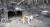 산불로 큰 피해를 입은 7일 강원 고성군 토성면 용촌리 한 주택 마당 앞 개가 불에 그을려 있다.[연합뉴스]