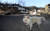 5일 강원 속초시 장사동 장천마을에서 주인을 기다리는 강아지 뒤로 불에 탄 마을의 모습이 보이고 있다.[뉴시스]