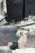 6일 오후 화재로 전소된 강원도 고성군 토성면에 위치한 요양센터 부지에 남겨진 강아지 가족. 장진영 기자 