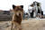 6일 오후 산불 피해를 입은 강원도 고성군 토성면 인흥리 마을에서 강아지가 불에 탄 집을 홀로 지키고 있다. 2019.4.6/뉴스1 