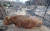 산불로 큰 피해를 입은 강원 고성군 토성면 용촌리의 소가 화상을 입은 채 가쁜 숨을 내쉬고 있다.[연합뉴스]