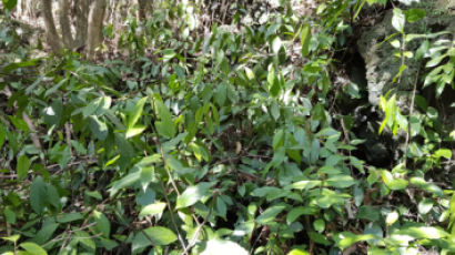 정부 "빌레나무, 실내 초미세먼지 20% 줄여…보급 확대"