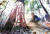 2008년 12월 10일 강원도 삼척시 황장산 자락에 110살짜리 적송이 잘리고 있는 모습. 숭례문 복원에 사용된다. [중앙포토]