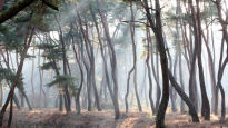 산불·병충해·오염…‘국목(國木)’ 소나무의 소리없는 비명