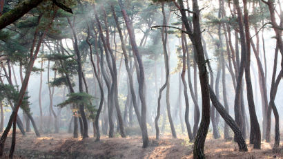 산불·병충해·오염…‘국목(國木)’ 소나무의 소리없는 비명
