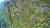 녹색연합이 지난해 9월 공개한 지리산 정상봉인 천왕봉-중봉 북사면에 나타난 고산침엽수 떼죽음 모습. 녹색연합은 국립백두대간수목원과 함께 지난 5월부터 8월까지 약 4개월간 현장을 조사한 결과 구상나무와 가문비나무가 빠른 속도로 죽어갔다고 설명했다. [녹색연합 제공= 뉴스1]