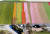 유럽의 정원 키켄호프에 튤립이 다양한 색을 선보이고 있다. [AFP=연합뉴스]
