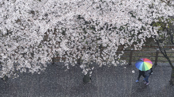 [서소문사진관] 벚꽃이 봄비처럼 내리는 여의도 윤중로 