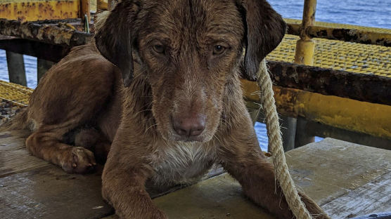 [서소문사진관]해안서 220km 떨어진 망망대해 떠돌다 극적 구조된 강아지 '생존자'