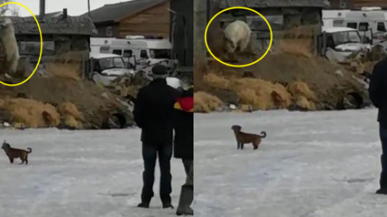 러시아 마을로 내려온 굶주린 북극곰…먹이주며 돌보는 주민들