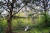 백양사 쌍계루 뒤편의 비자나무. 숲 전체가 천연기념물(제153호)이다. 백종현 기자