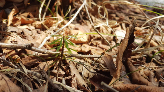 ‘멸종위기’ 지리산 구상나무…세석평전에서 희망 찾았다