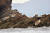 지난 20일 인천시 옹징군 백령도 물범바위 인근 연봉바위. 멸종위기에 놓인 점박이물범(천연기념물 311호)이 무리지어 쉬고 있다. [사진 진종구]