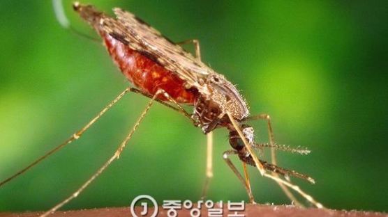 한국, 말라리아 발생률 OECD 1위…휴전선 접경지역 주의해야