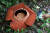 지구에서 가장 큰 꽃 라플레시아. 이 희귀종도 키나발루 산자락에서 발견된다. 
