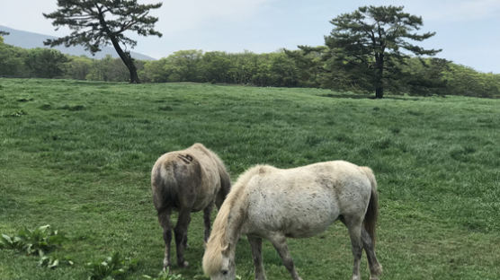 천연기념물 제주마 마방목지에서 맘껏...'고수목마' 재현