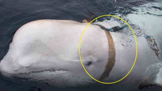 노르웨이서 발견된 '흰고래', 목에 카메라 목줄이…정체는?