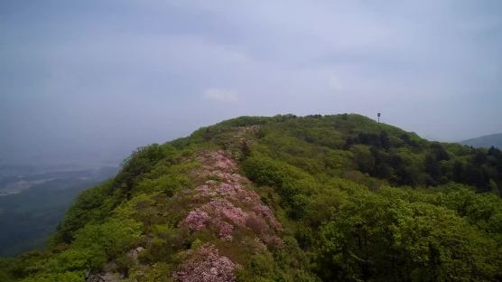 한반도 모양 연분홍색 철쭉 군락지…축령산 꽃물결 제철 맞아