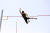3일 종별선수권에서 5m71의 한국 기록을 세운 장대높이뛰기 진민섭. [사진 대한육상연맹]