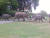 영국 동물원에서 선보인 코끼리 걷기. [사진 트립어드바이저]
