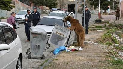 백주대낮 민가에 나타난 곰…"쓰레기통 뒤져 식사"