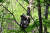엄마 반달가슴곰이 새끼 반달가슴곰 두마리에게 나무타기 훈련을 시키고 있는 모습. 반달가슴곰은 한번에 새끼를 보통 두 마리씩 낳는다. [사진 국립공원공단 제공]