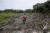 인도네시아 아체 지역에서 환경활동가가 오랑우탄 구조를 위해 의약품이 든 배낭을 지고 벌목된 숲을 지나고 있다. 바닥에 이탄층이 쌓인 이 지역은 팜유 플랜테이션 조성을 위해 벌목을 했다. [AP=연합]